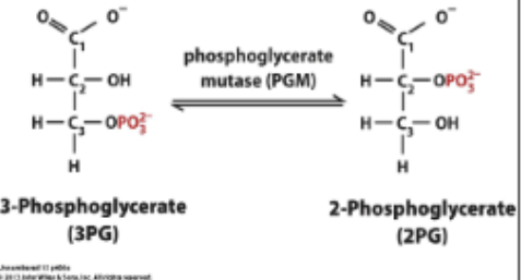 <p>MOLECULAR REARRANGEMENT: <span>3PG <span data-name="left_right_arrow" data-type="emoji">↔</span> 2-Phosphoglycerate (2PG). Not an isomerization because an intermediate is involved (A different phosphate is put on the 2 spot, causing the 3 P to leave; not the same P). Catalyzed by <strong>phosphoglycerate mutase</strong></span></p>