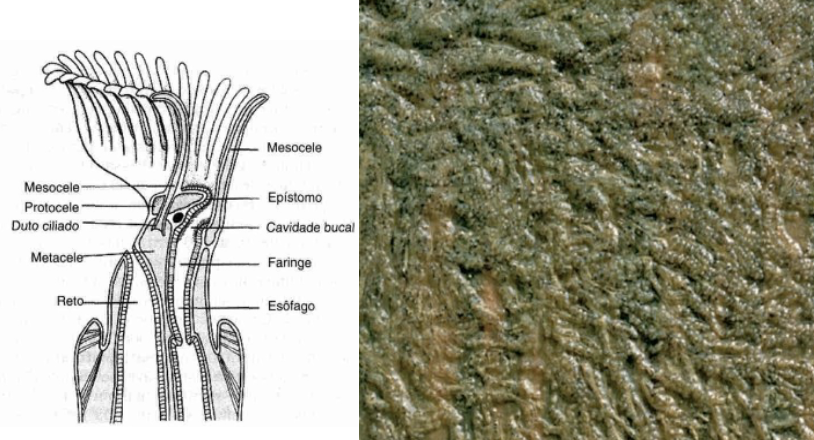 <p><strong>FILO </strong>Bryozoa<br><strong>CLASE </strong>Phylactolaemata<br><strong>GÉNERO </strong><em><u>Plumatella</u></em><br><strong>CARACTERÍSTICAS </strong>Colonias gelatinosas.<br>Masocele, Mesocele, Epístomo, Protocele, Cavidad bucal, Metacele.<br><strong>HABITAT</strong> Agua dulce, zonas de aguas salobres, zona de manglar.</p>