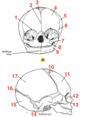 <p>What structure is 13?</p>
