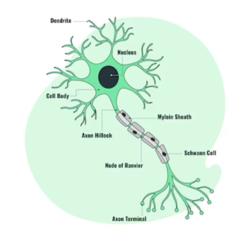 <p>Nucleus, cell body/soma, dendrite, Axon hillock, myelin sheath, node of ranvier, schwann cell, Axon terminal</p>