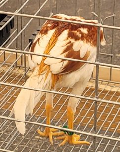 <p>What type of Cock is this?</p>