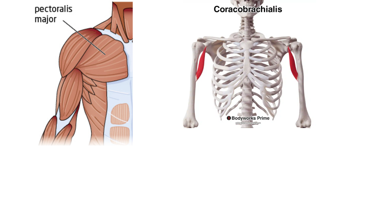 <p>Pectoralis Major, Coracobrachialis </p>