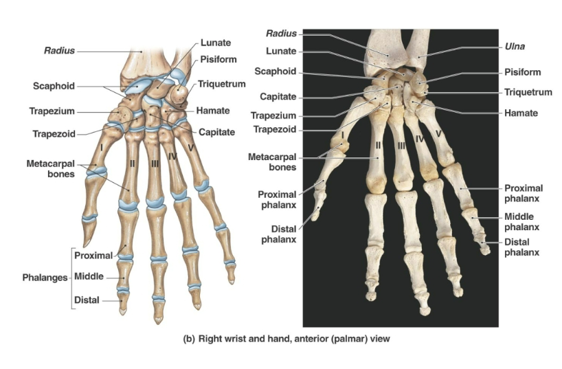 <p><strong>Palm portion</strong> of the hand containing <strong>five metacarpal bones</strong></p><p>Metacarpals are<strong> numbered 1 through 5</strong> from the<strong> thumb side to the little-finger side</strong></p><p>The <strong>metacarpal bases</strong> <strong>articulate </strong>with the <strong>carpals proximally </strong>and with <strong>each other </strong>on their <strong>medial </strong>and <strong>lateral sides</strong></p>