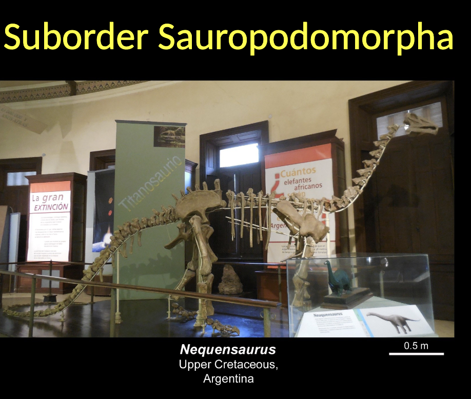 <p>Sauropodomorpha - Nequensaurus  </p><ul><li><p>Upper CRETACEOUS </p></li><li><p>Argentina  </p></li></ul><p></p>