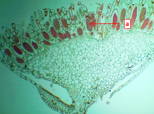 <p>The sperm of this moss antheridium gets to the egg by ________.</p>