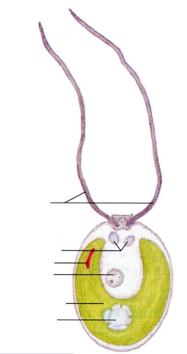 <p>Label the structures of a Chlamydomonas green algae.</p>
