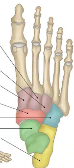 <p>What is the middle purples bone’s name?</p>