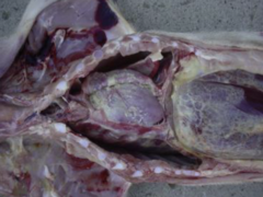 <p>A nursery pig presents with this diffuse, severe and yellow fibrinous exudate that covers the organs. It is seen throughout the whole pig. What is it?</p>