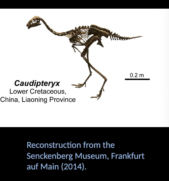 <p>Therapoda - Caudipteryx </p><ul><li><p>Lower CRETACEOUS  </p></li><li><p>CHINA</p></li></ul><p></p>