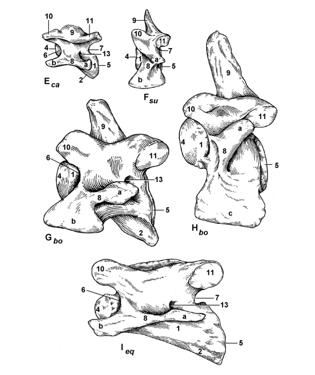 <p>Type the latin name of the part in 11.</p>