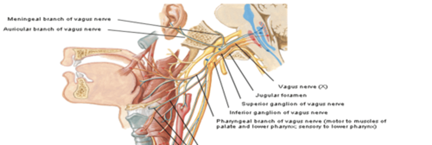 <p>what are the branches of CN X? </p>