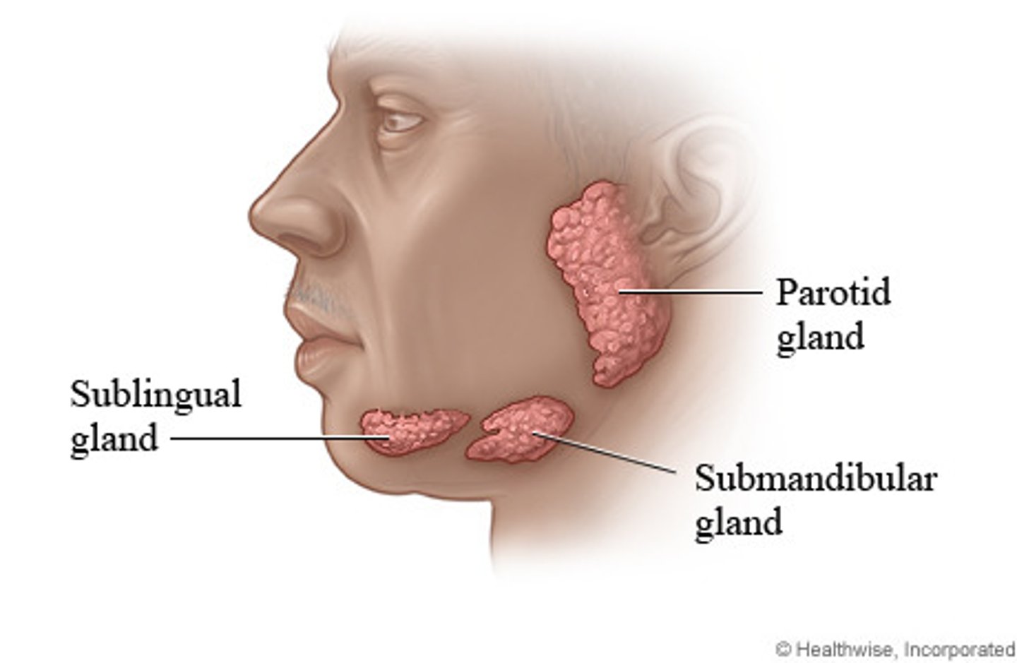 <p>parotid (innervated by CN VII), submandibular, sublingual</p>