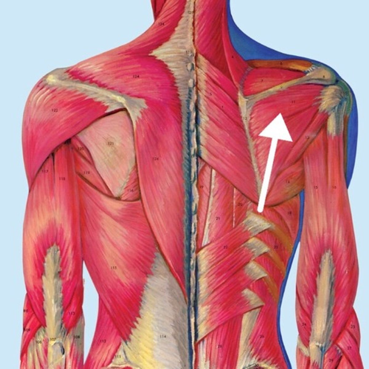 <p>What is this muscle?</p>