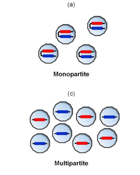 <ul><li><p><span>A monopartite genome consists of a single continuous segment of nucleic acid.</span></p></li></ul><p></p>