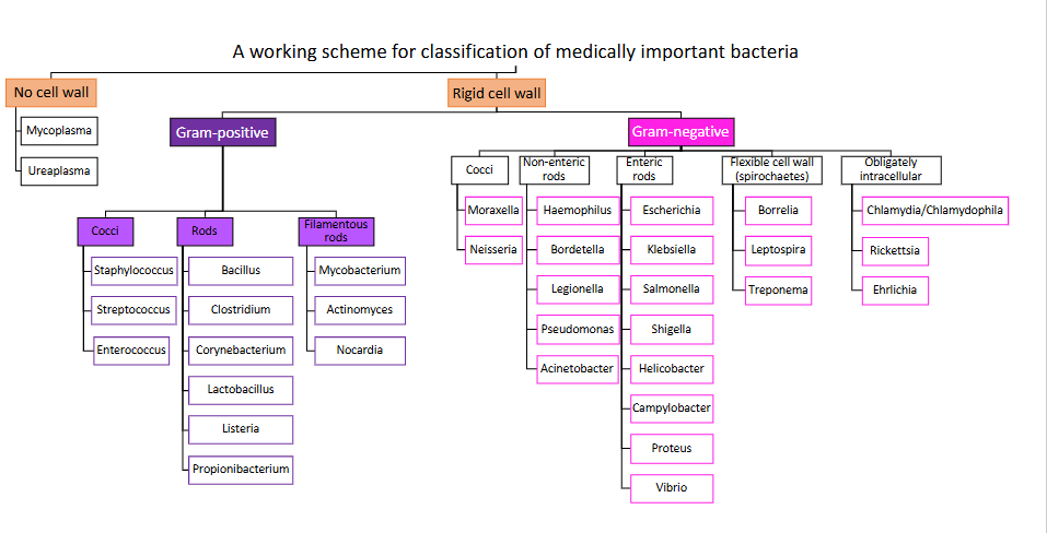 <p>A working scheme for classification of medically important bacteria</p>