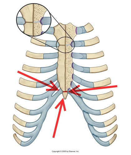 <p>What is the joints of the Sternum?</p>