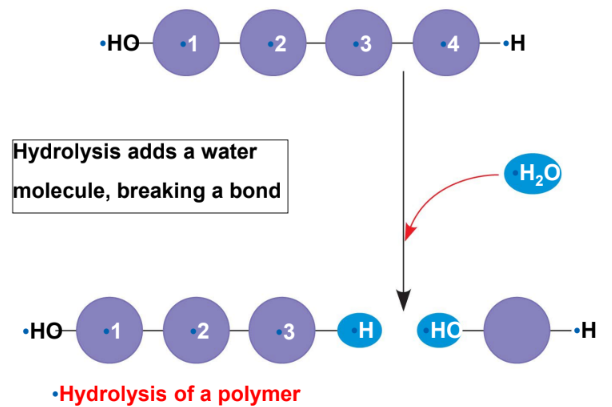 <p>A reaction that <u>disasembles</u> polymers into monomers (essentially, it’s the reverse of the dehydration reaction)</p>