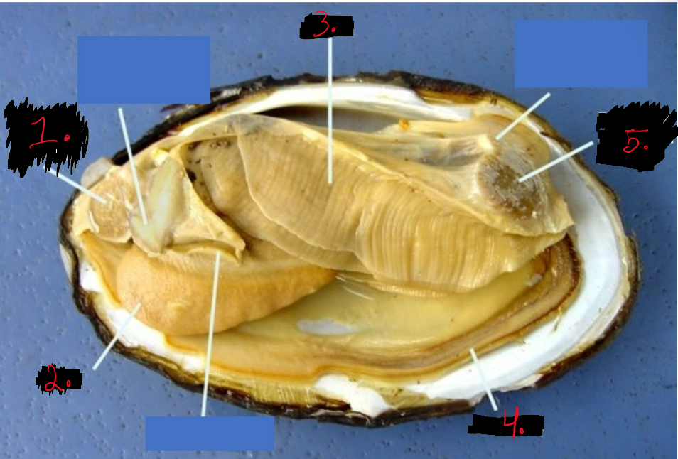 <p>Mollusca – Clam 3</p>