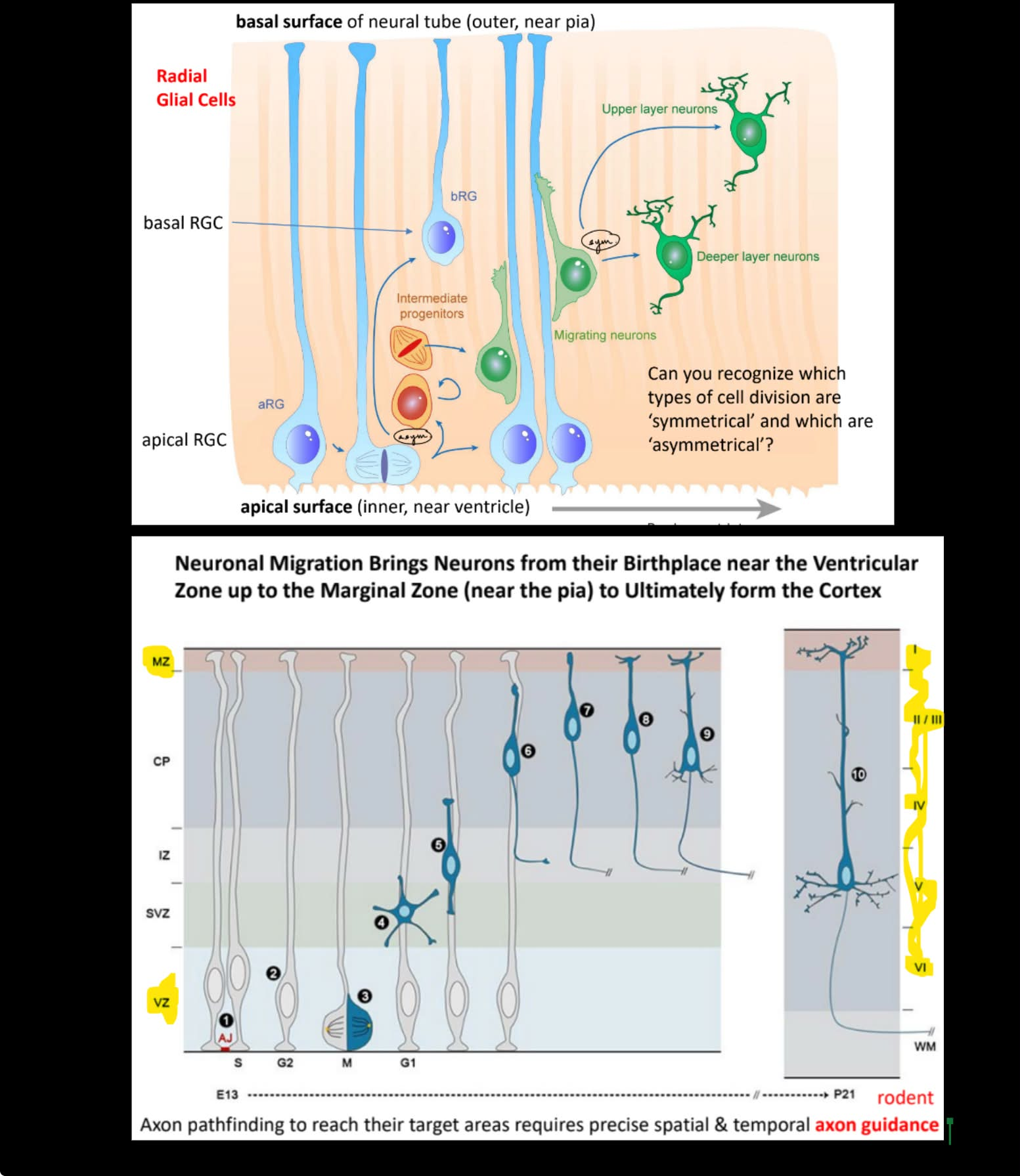 <ul><li><p>neural progenitors/neural stem cells do <u>sym. division </u>→ 2 RGCs</p><ul><li><p><strong><u>intermediate progenitors (IPs)</u></strong> &amp; <strong><u>basal radial glial cells (bRGCs)</u></strong> form a new zone of proliferation</p></li><li><p>migrating neurons move up RGCs</p></li></ul></li><li><p>do <u>asym. division</u> → 2 different daughter cells that are a <u>upper layer neuron &amp; a lower layer neuron</u></p></li></ul><p>__</p><p>the mammalian cerebral cortex is said to have <u>6</u> layers</p><ul><li><p>layer 1 — <strong><u>has NO cell bodies</u></strong></p></li><li><p>layers 2 &amp; 3 — <u>mostly upper layer neurons</u> (closer to pial end / basal surface) that do <strong><u>communication b/w the 2 hemispheres</u></strong></p></li><li><p>layers 4 &amp; 5 — <u>mostly deep layer neurons</u> (closer to ventricular end / apical surface) that will <strong><u>project to subcortical regions</u></strong></p></li></ul><p>(layer 6 isn’t mentioned)</p><p>____</p><p>true</p><p></p>