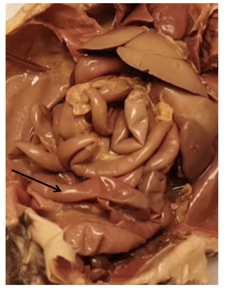 <p>name the organ at the arrow tip</p>