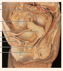 <p>label (female)</p>