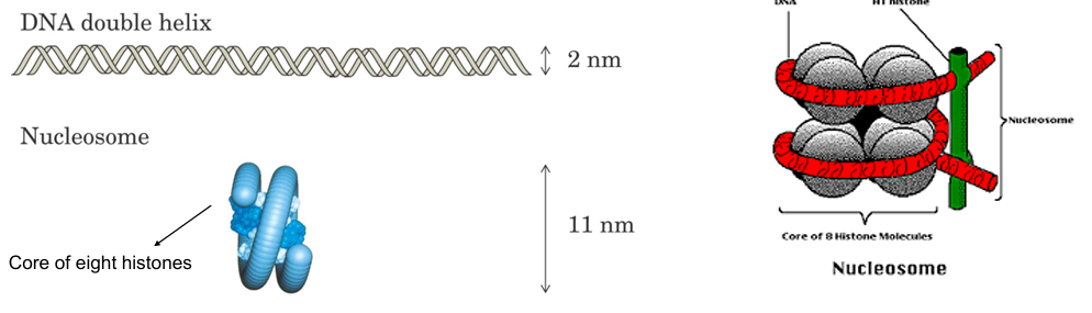 <ul><li><p>DNA coils around proteins called <strong>histones</strong>.</p></li><li><p>Histones are rich in <strong>basic amino acids</strong>.</p></li><li><p>DNA is <strong>acidic/negatively charged</strong> because of its phosphate groups.</p></li><li><p>Basic histones and acidic DNA attract each other.</p></li><li><p>This interaction forms a chain of <strong>nucleosomes</strong>, helping compact DNA inside the nucleus.</p></li></ul><p></p>
