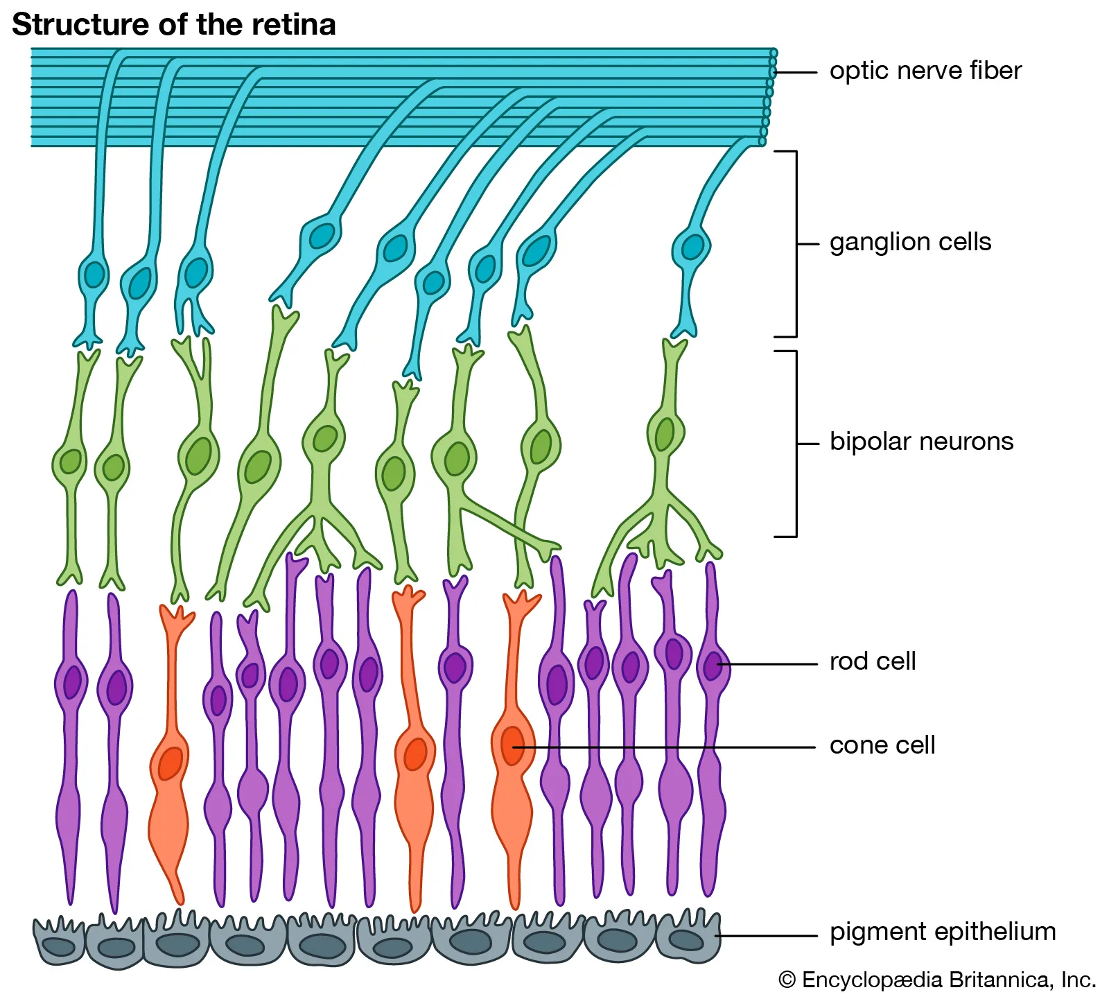 <p>A series of connections in the retina</p><ul><li><p>Photoreceptors (GP) connect to →</p></li><li><p>Bipolar Cells (GP) connect to →</p></li><li><p>Ganglion Cells (AP)</p></li></ul><p></p>