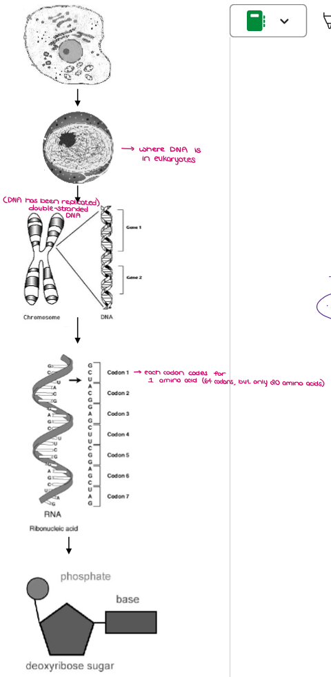 <p><u>CELL</u></p><p>↓</p><p><u>NUCLEUS</u></p><p>↓</p><p><u>CHROMOSOMES</u> (made of DNA)</p><p>↓</p><p><u>GENE</u> (100s-1000s of genes on each chromosome; Specific sequence of nucleotides that codes for a polypeptide)</p><p>↓</p><p><u>TRIPLET (DNA)…CODON (mRNA)</u> (Every 3 nucleotides code for 1 amino acid)</p><p>↓</p><p><u>NUCLEOTIDE</u> (Consists of a phosphate group, deoxyribose sugar, nitrogenous base)</p>