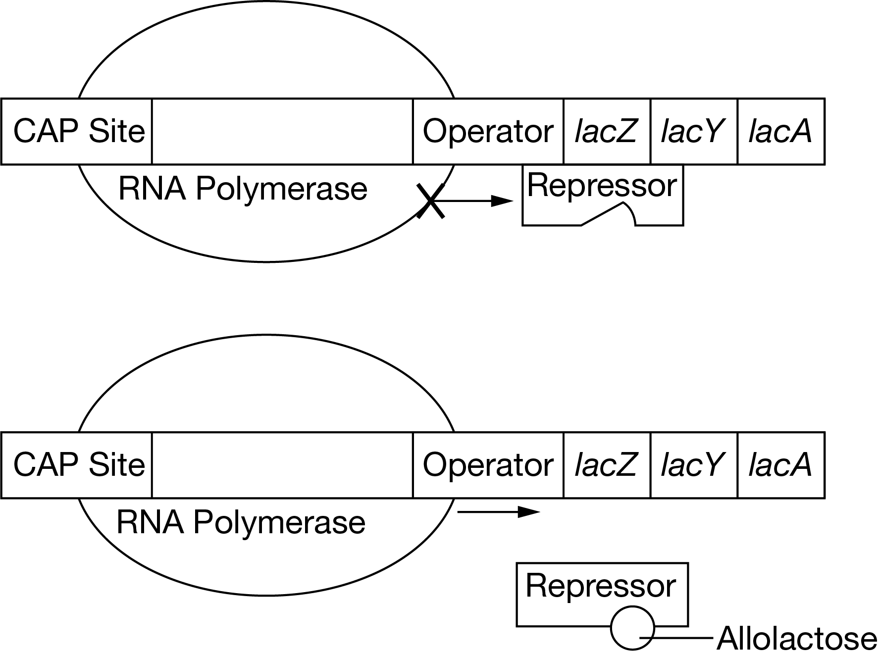 <p>Figure 1. Model of lac operon, comparing repressed and active states</p><p>Which is a scientific claim that is consistent with the information provided and Figure 1?</p>