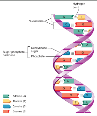 <p>Fill in the blank: Chromatin and Chromosomes</p><ul><li><p><span style="background-color: transparent;">DNA double helix is composed of four subunits:</span></p><ul><li><p><span style="background-color: transparent;">Thymine (T), adenine (A), cytosine (C), and guanine (G)</span></p></li></ul></li><li><p><span style="background-color: transparent;">DNA is packed with protein molecules</span></p><ul><li><p><span style="background-color: transparent;">DNA plus the proteins form ___</span></p></li></ul></li><li><p><span style="background-color: transparent;">Each cluster of DNA and ___ histone proteins is a <strong>nucleosome</strong></span></p></li></ul><ul><li><p><span style="background-color: transparent;"><strong>Extended chromatin</strong></span></p><ul><li><p><span style="background-color: transparent;">Is the ___ region of DNA where DNA’s genetic code is copied onto mRNA in <strong>transcription</strong></span></p></li></ul></li><li><p><span style="background-color: transparent;"><strong>Condensed chromatin</strong></span></p><ul><li><p><span style="background-color: transparent;">Tightly coiled nucleosomes</span></p></li><li><p><span style="background-color: transparent;">___ form of chromatin</span></p></li></ul></li></ul><p></p>