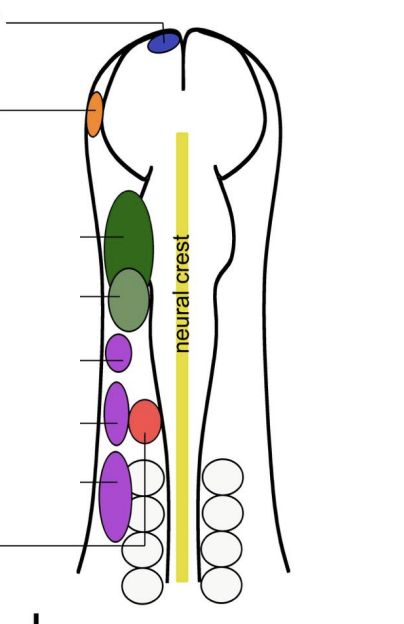 <p>comes from delamination of cranial placode</p><p>Corresponds to 3 regions</p><ol><li><p>Geniculate</p></li><li><p>Petrosal</p></li><li><p>Nodose</p></li></ol><p><strong>In purple</strong></p><p></p>