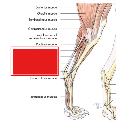 <p>Identify the muscles</p>