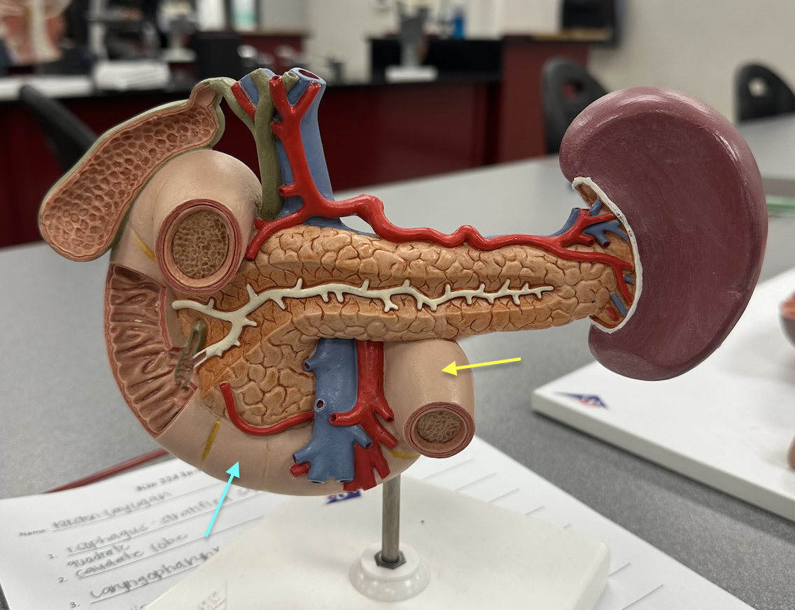 <p>Identify structures</p>