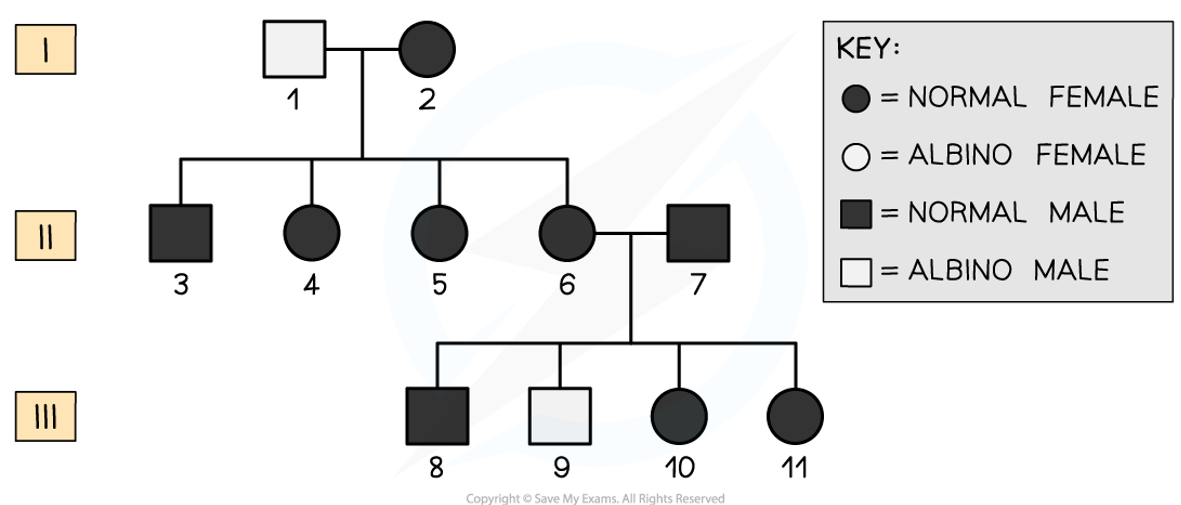 <p><strong><u>Question 1:</u></strong></p><ul><li><p>Albinism is caused by a recessive allele</p></li><li><p>Person number 9 is an affected individual, despite parent 6 &amp; 7 being unaffected</p></li><li><p>6 &amp; 7 must both be carriers of the recessive allele &amp; 9 has inherited one recessive allele from each parent</p></li></ul><p><strong><u>Question 2:</u></strong></p><ul><li><p>The genotype of person 9 must be homozygous recessive (aa) &amp; the genotype of 7 must be heterozygous (Aa)</p></li><li><p>Person 9 is a affected individual with albinism; as this is determined by the recessive allele, they must have two copies of the albinism allele</p></li><li><p>Person 7 must be heterozygous, as he does not have albinism but has passed on the recessive allele to person 9</p></li></ul><p><strong><u>Question 3:</u></strong></p><ul><li><p>The possible genotypes of 10 &amp; 11 are heterozygous (Aa) or homozygous dominant (AA)</p></li><li><p>They are both unaffected individuals, so must possess at least one dominant allele (A), however, it is possible they each might have inherited a recessive alle (a) from one parent (both parents must have a copy of the recessive allele for person 9 to have albinism) </p></li></ul><p></p>