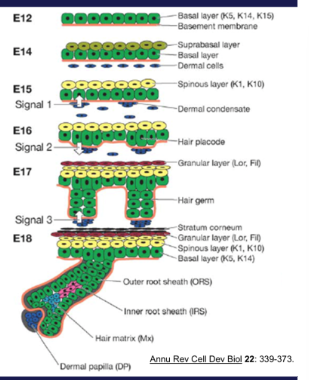 <ul><li><p>epidermal basal cells divide into the dermis, this forms the <strong>hair bud/ped</strong></p></li><li><p>groups of mesenchymal cells (<strong>dermal papilla)</strong> project into the tip of the bud</p></li><li><p>the epidermal cells grow around the papilla, forming the <strong>hair bulb</strong></p></li></ul><p></p>