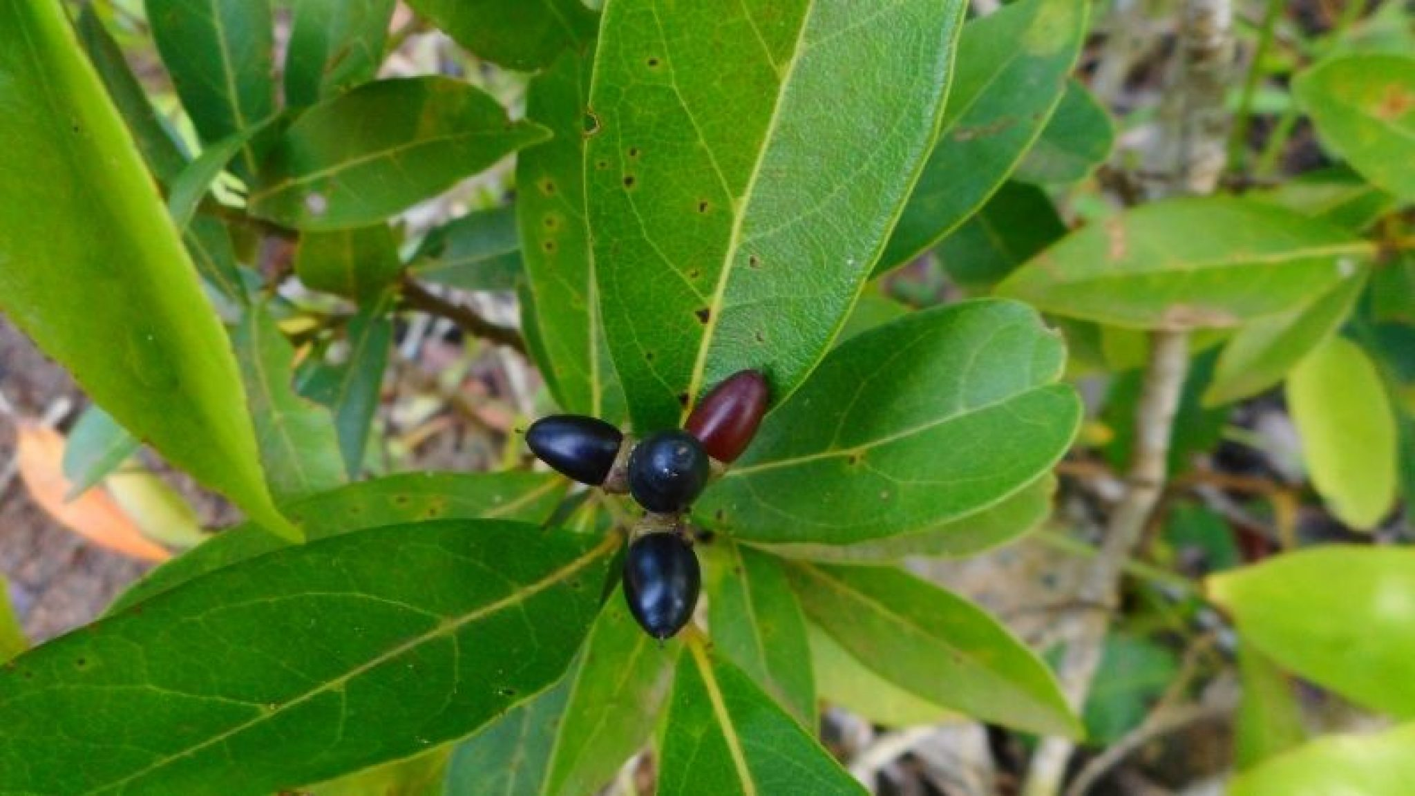 <ul><li><p><strong>Bron:</strong> De bladeren van de <strong>Cocaplant</strong> (<em>Erythroxylum coca</em>), die van nature voorkomt in Zuid-Amerika.</p></li><li><p><strong>Functie/Mechanisme:</strong> Cocaïne is een <strong>heropnameremmer</strong> van monoaminen (neurotransmitters).</p><ul><li><p>Normaal gesproken wordt een neurotransmitter na het afgeven van een signaal weer "opgezogen" door de verzendende zenuwcel (reuptake).</p></li><li><p>Cocaïne blokkeert de transporteiwitten voor <strong>Dopamine</strong>, <strong>Noradrenaline</strong> en <strong>Serotonine</strong>.</p></li><li><p><strong>Gevolg:</strong> Deze stoffen blijven veel langer in de synapsspleet aanwezig, waardoor de ontvangende zenuwcel continu geprikkeld blijft.</p></li></ul></li><li><p><strong>Effect op het lichaam:</strong></p><ul><li><p><strong>Zenuwstelsel:</strong> Extreme euforie en alertheid (door dopamine) en een onderdrukking van honger en vermoeidheid.</p></li><li><p><strong>Cardiovasculair (Hart en vaten):</strong> Omdat het ook de heropname van noradrenaline blokkeert, gaat je lichaam in een extreme 'fight-or-flight' modus. Dit leidt tot een hoge bloeddruk, versnelde hartslag en vaatvernauwing (vasoconstrictie).</p></li><li><p><strong>Lokaal verdovend:</strong> Cocaïne blokkeert (net als aconitine, maar dan andersom) de natriumkanalen in zenuwen, waardoor pijnsignalen niet doorgegeven kunnen worden. Daarom werd het vroeger veel gebruikt bij oog- en keeloperaties.</p></li></ul></li></ul><p></p>