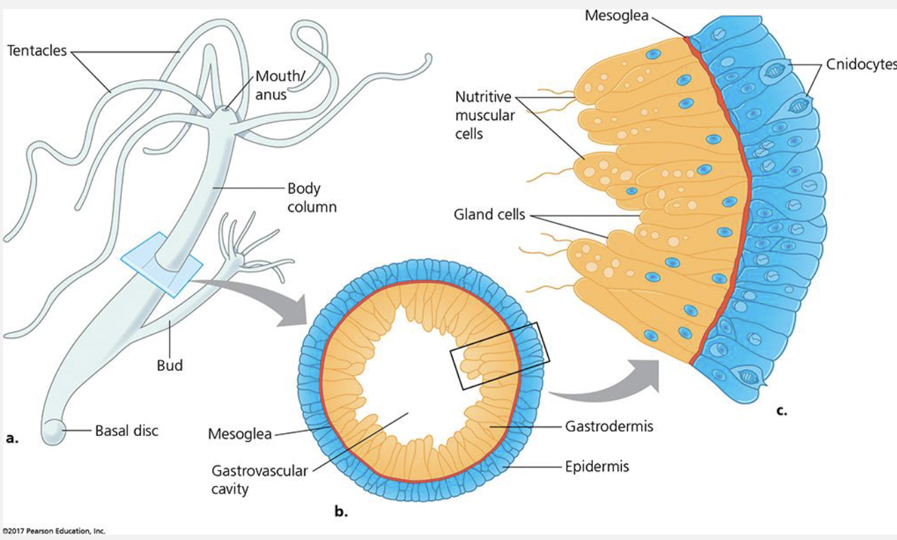 <p>habitat:</p><ul><li><p>aquatic (fresh & marine)</p></li><li><p>sessile</p></li><li><p>sexual & asexual reproducers</p></li></ul><p>tissues:</p><ul><li><p>diploblastic</p><ul><li><p>gastrodermis & epidermis</p></li></ul></li></ul><p>symmetry:</p><ul><li><p>radial</p></li></ul><p>features:</p><ul><li><p>polyp—stationary form of animal</p></li><li><p>tentacles—used to capture food and for movement</p></li><li><p>gastrovascular cavity—central cavity</p></li><li><p>cnidocytes—located within tentacles, contain nematocyst</p></li></ul><p>reproduction:</p><ul><li><p>asexual—budding</p></li><li><p>sexual</p></li><li><p>testes—form near oral end of polyp</p></li><li><p>ovaries—form near basal end</p></li></ul><p></p>