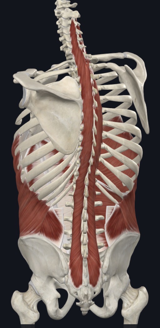<p>Posture; Stabilize vertebrae; proprioception</p>