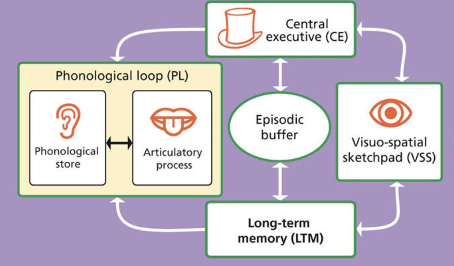 <p>Proposed by Baddeley and Hitch => alternative for STM => suggests that there are 4 main components which make up the memory </p><p></p>