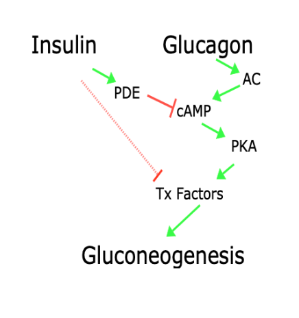 <p>Insulin and glucagon have opposing influences on gluconeogenesis</p>