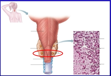 <p>Gland Shown here?</p>