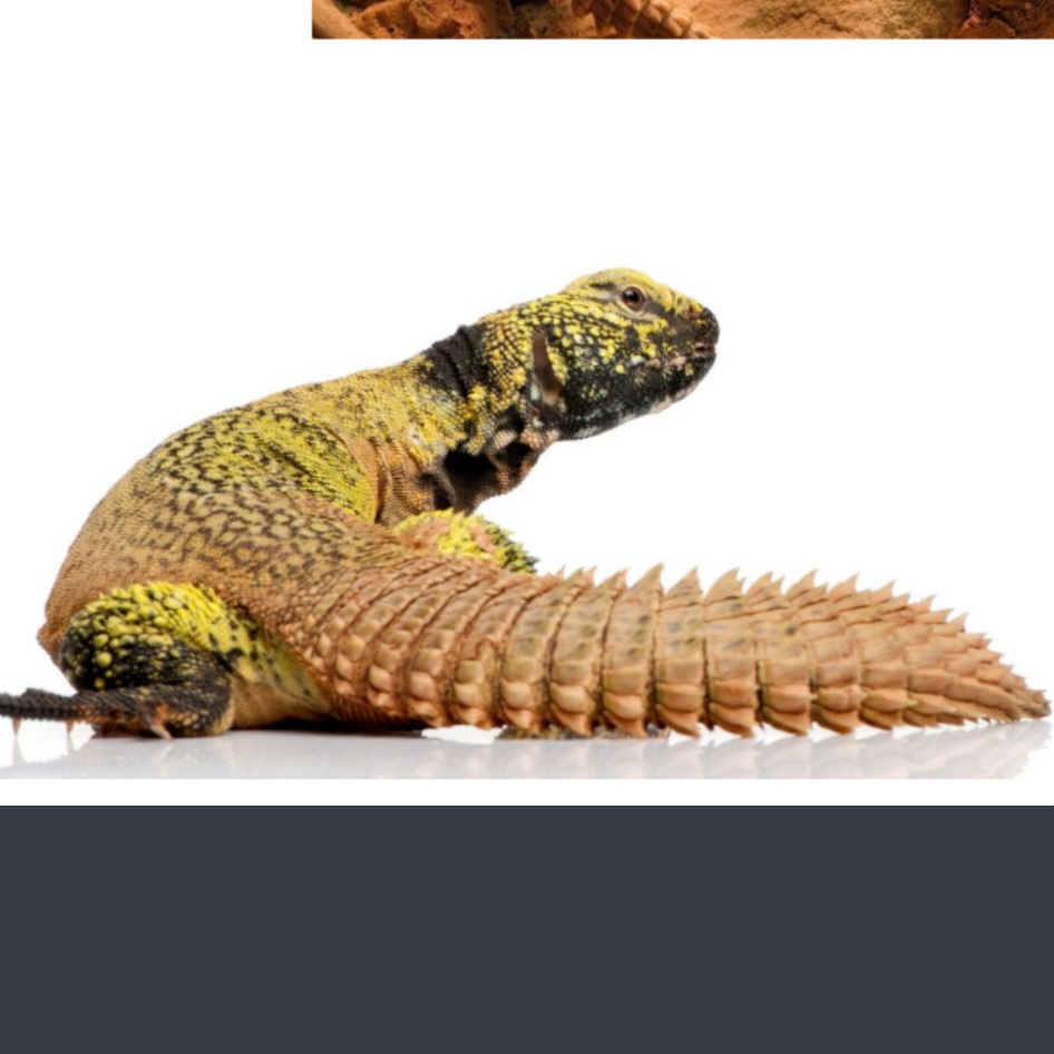 <p>name this animal</p>