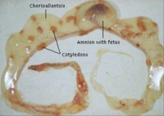 <p>At what days are amniotic vesicles hard to palpation?</p>
