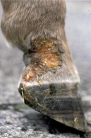 <p>What bacteria causes this infection</p>