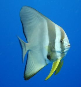 <p>Highly exaggerated dorsal,an al, pelvic fins, school</p>