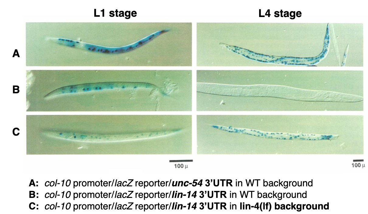 <ul><li><p>A is the control</p></li><li><p>B shows typical regulation of lin 14</p></li></ul><p></p>