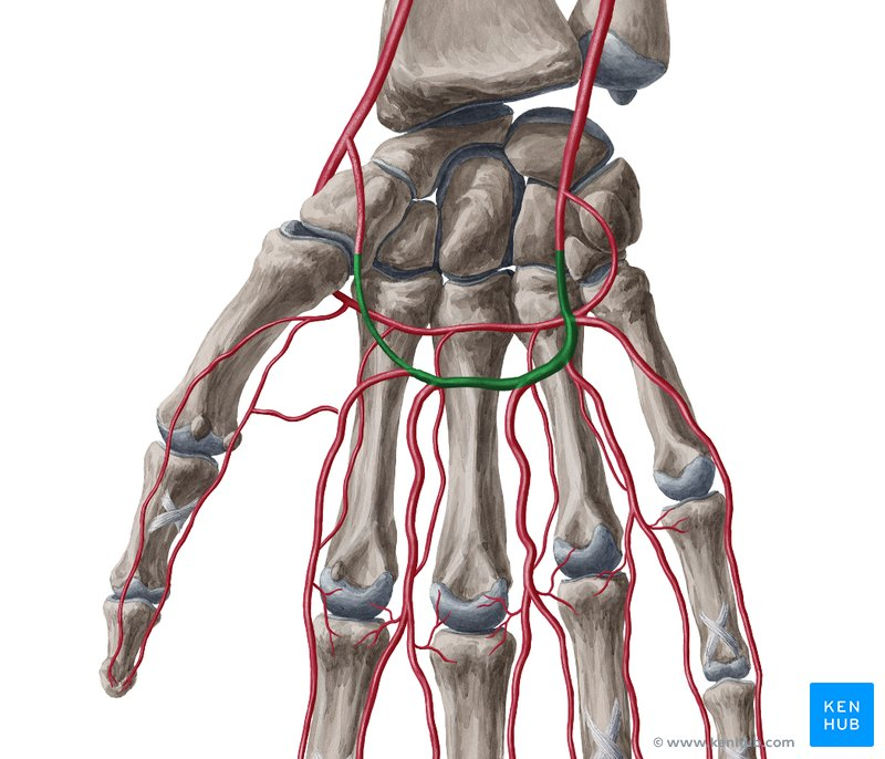 <p>what is the superficial palmar arch a continuation of</p>