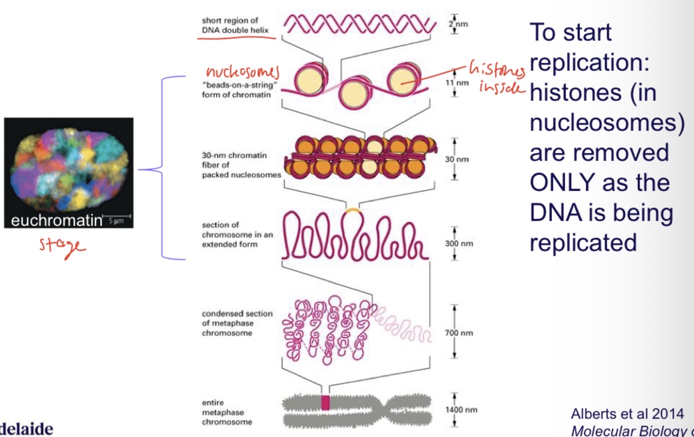 <ul><li><p>The DNA needs to be unfolded/unpacked</p></li></ul><ul><li><p>The histone proteins and DNA wrapped around them are called nucleosomes</p></li><li><p>The histones must be removed before replication can occur</p></li></ul><p></p>