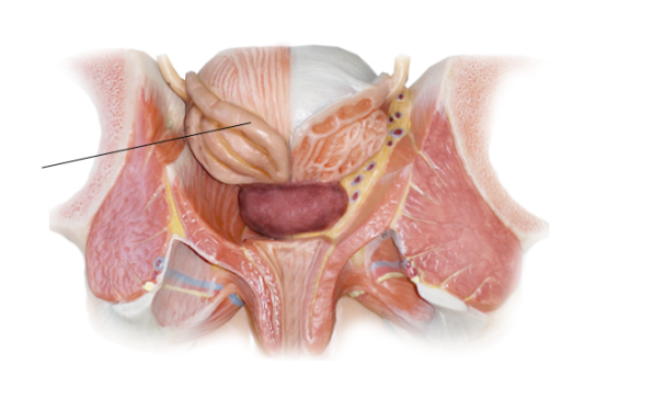 <p><span>Name the structure</span></p>