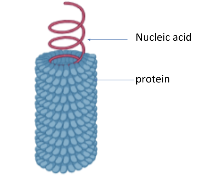 <p>what virus is this?</p>